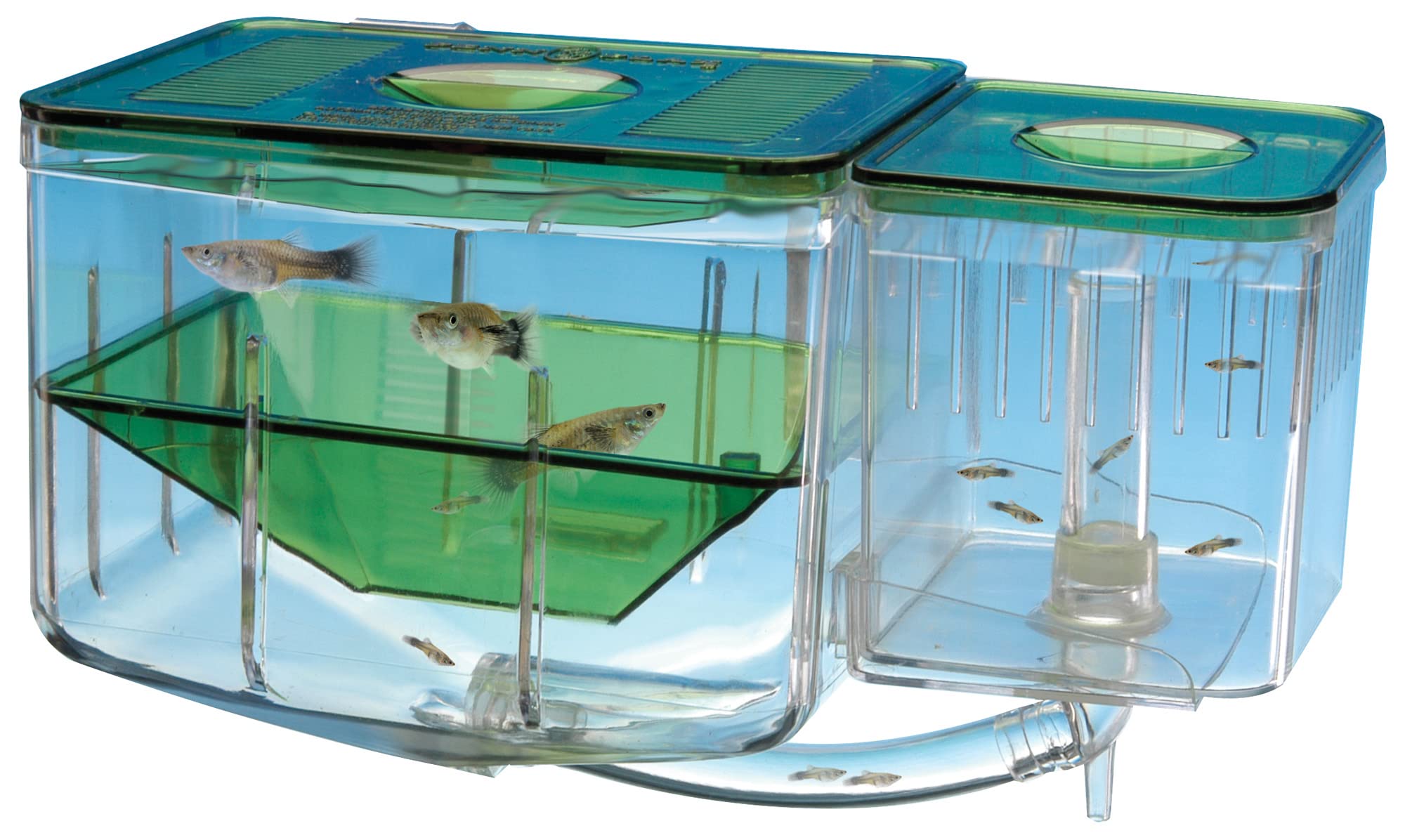 Penn-Plax AN2 Aqua Nursery and Hatchery Breeding Box for Your Aquarium – Help Protect Baby Fish from Predators