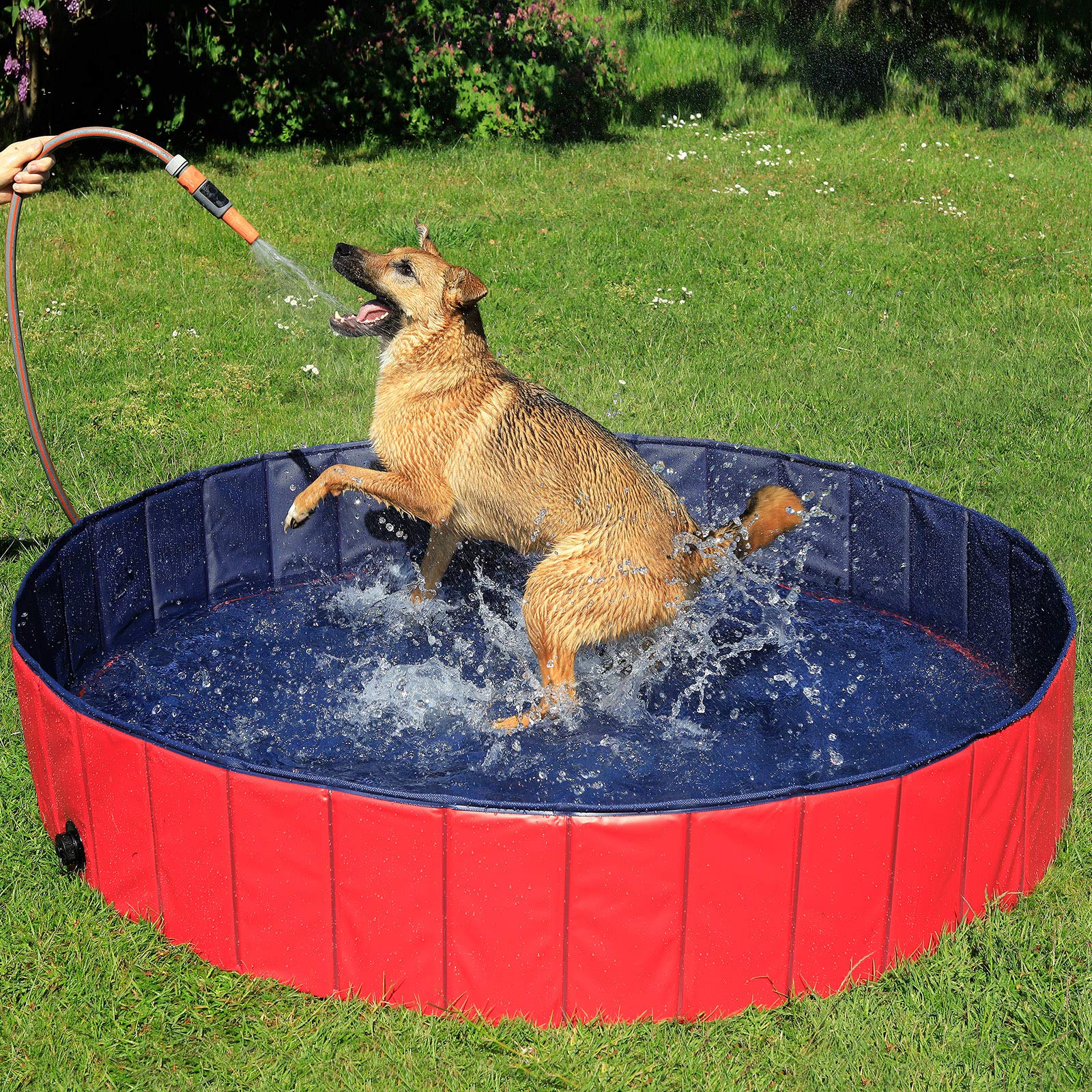 lionto Hundepool faltbar aus kratzfestem PVC-Material, Ø 160 cm, Höhe 30 cm, Anti-Rutsch-Belag & Abflussstopfen für schnelle Entleerung, Keine Pumpe benötigt, robuster Kinderpool, blau/rot